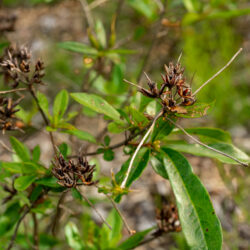 Rhododendron viscosum Swamp azalea