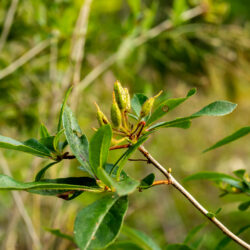 Rhododendron viscosum Swamp azalea