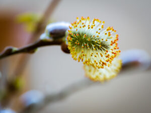 Salix discolor – Native Gardens of Blue Hill