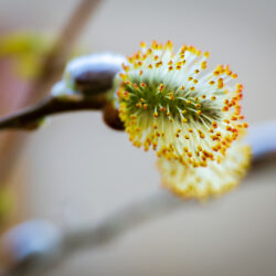 Salix discolor - Pussy willow