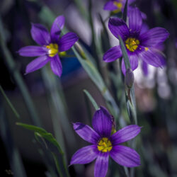 Sisyrinchium montanum - American blue-eyed grass