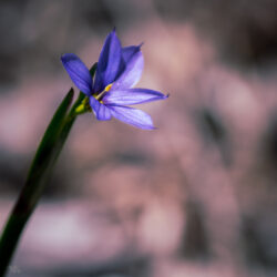 Sisyrinchium montanum - American blue-eyed grass