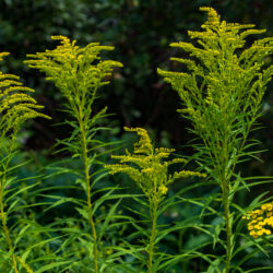 Solidago canadensis – Canada goldenrod