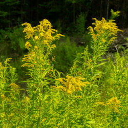 Solidago canadensis – Canada goldenrod