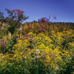 Solidago canadensis – Canada goldenrod