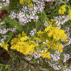 Symphyotrichum lateriflorum Calico aster