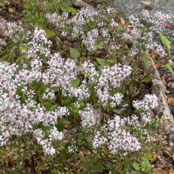 Symphyotrichum lateriflorum Calico aster