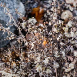 Symphyotrichum lateriflorum Calico aster