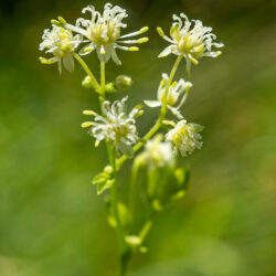 Thalictrum pubescens tall meadow rue