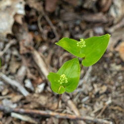 Maianthemum canadense - Canada mayflower