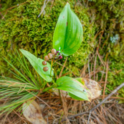 Maianthemum canadense - Canada mayflower
