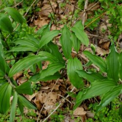 Maianthemum-racemosum False solomons seal