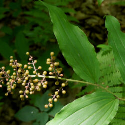 Maianthemum-racemosum False solomons seal