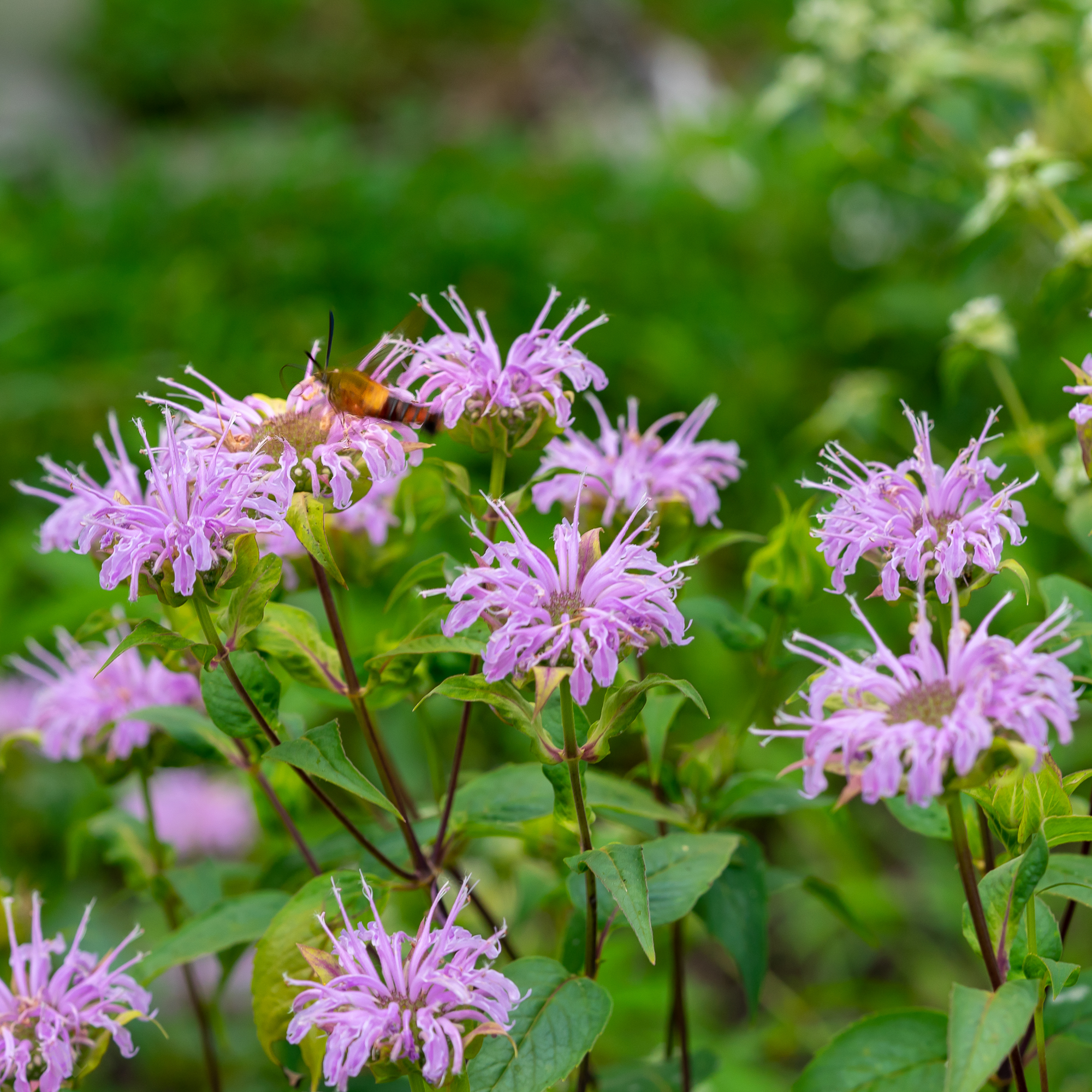 Monarda fistulosa  Native Gardens of Blue Hill