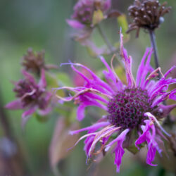 Monarda fistulosa - wild bee-balm