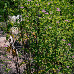 Monarda fistulosa - wild bee-balm