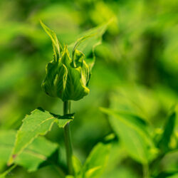 Monarda fistulosa - wild bee-balm