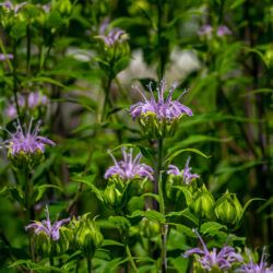 Monarda fistulosa - Wild bee-balm