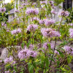 Monarda fistulosa - wild bee-balm