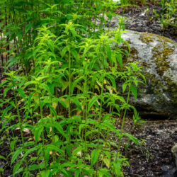 Monarda fistulosa - wild bee-balm