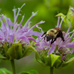 Monarda fistulosa - Wild bee-balm