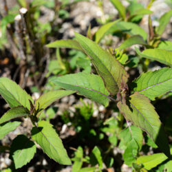 Monarda fistulosa - wild bee-balm