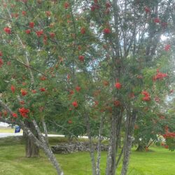 Sorbus americana American mountain ash
