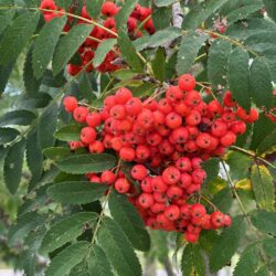 Sorbus americana American mountain ash