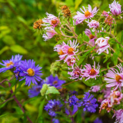 Symphyotrichum novae angliae New england aster