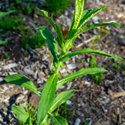 Symphyotrichum novae angliae New england aster