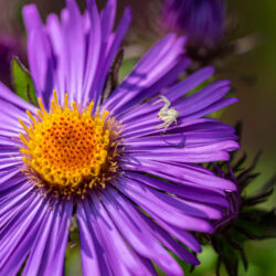 Symphyotrichum novae angliae New england aster