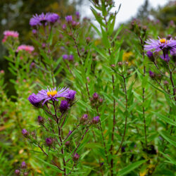 Symphyotrichum novae angliae New england aster