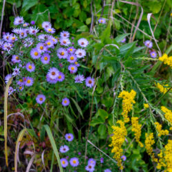 Symphyotrichum novae angliae New england aster