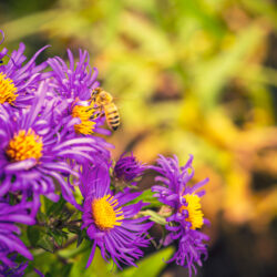 Symphyotrichum novae angliae New england aster