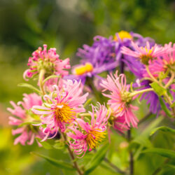 Symphyotrichum novae angliae New england aster