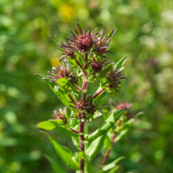 Symphyotrichum novae angliae New england aster