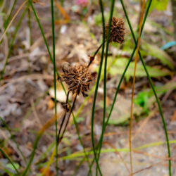 Juncus balticus Wire rush