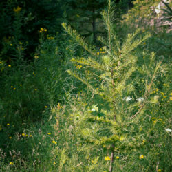 Larix laricina American larch