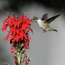 Lobelia cardinalis Cardinal flower