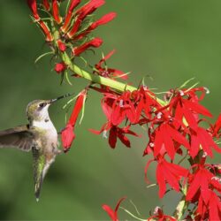 Lobelia cardinalis Cardinal flower