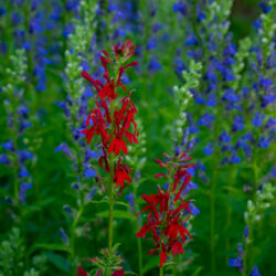 Lobelia cardinalis Cardinal flower