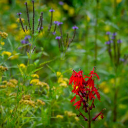 Lobelia cardinalis Cardinal flower