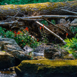 Lobelia cardinalis Cardinal flower