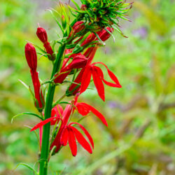 Lobelia cardinalis Cardinal flower