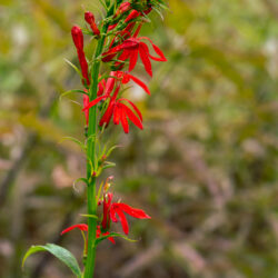 Lobelia cardinalis Cardinal flower