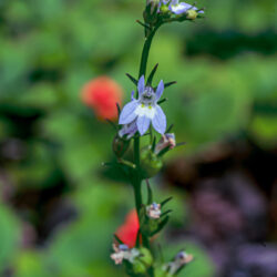 Lobelia inflata Indian tobacco