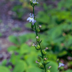 Lobelia inflata Indian tobacco