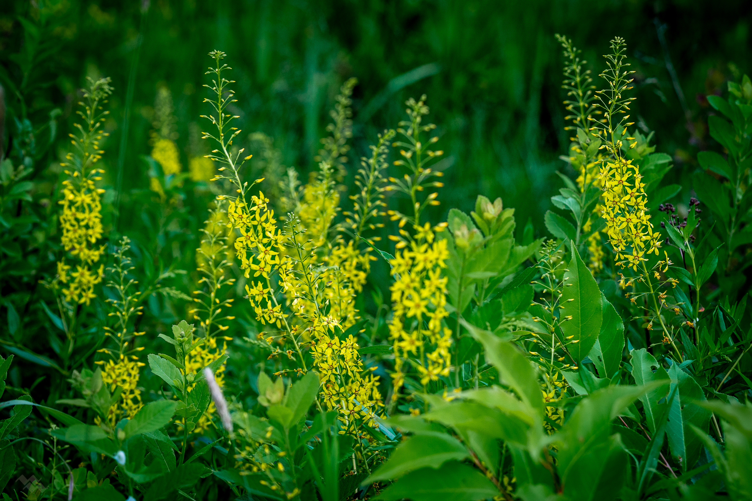 muira puama plant MUIRA PUAMA POWDER - NATURAL - HERBAL - VEGAN main image 0