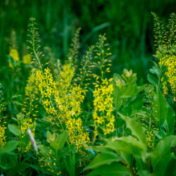 Lysimachia terrestris Swamp candles