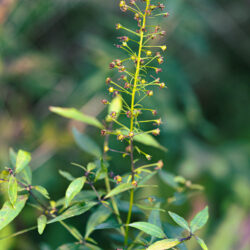 Lysimachia terrestris Swamp candles